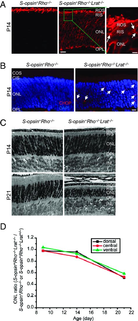 Replacing Rhodopsin With S Opsin In Lrat Rods Caused Rapid Rod