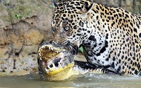 Black Caiman – "OCEAN TREASURES" Memorial Library