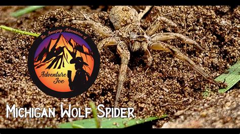 Wolf Spider (Michigan)