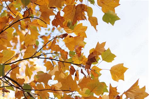 Liriodendron Tulipifera Tree With Bright Yellow Leaves Autumn