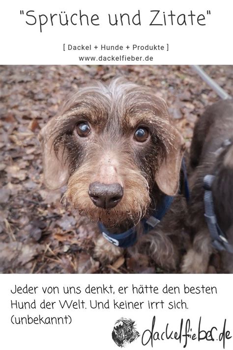 Alle Hunde Und Dackel Zitate Auf Dackelfieber De Dackel Dackel