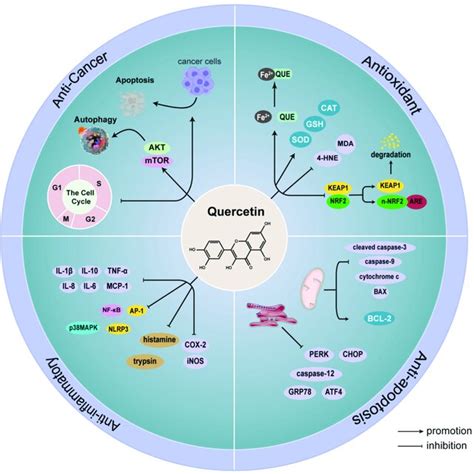 The Main Biological Activities Of Quercetin And Its Mechanism