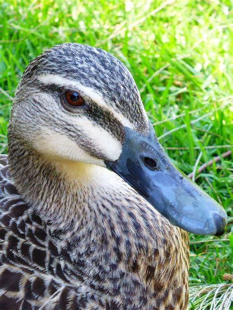 Gratis Afbeeldingen Natuur Buitenshuis Vogel Dier Vrouw Wildlife