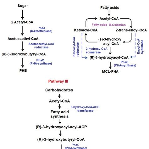 metabolic pathways phas biosynthesis  scientific diagram