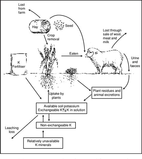 Potassium Cycle