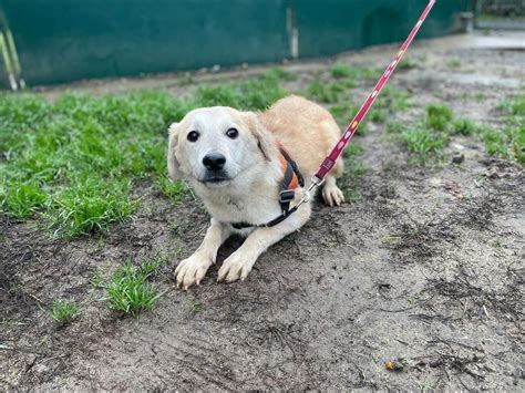 Adoption De Theo En Placement Provisoire Ind Finie Chien Berger