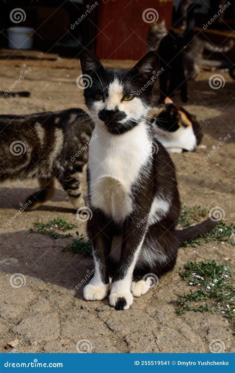 Poor Cats In An Odessa City Private Shelter Lost And Abandoned Cats