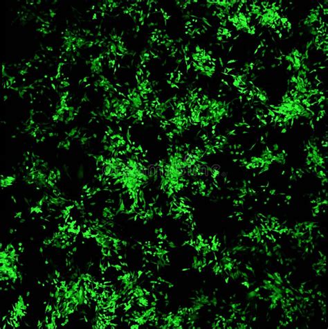 Green Fluorescent Protein Free Stock Photos Stockfreeimages