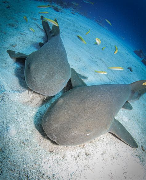 Nurse Shark Pups