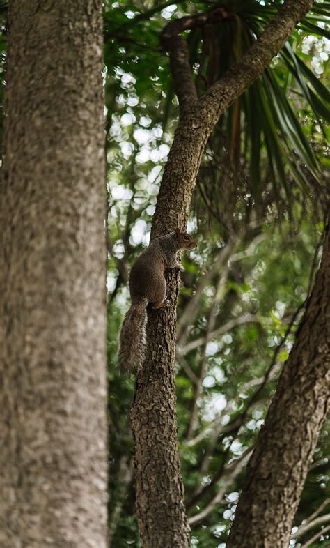 Flying Squirrel Squirrel Tree Hd Phone Wallpaper Peakpx