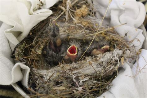 Nestling House Finches Peninsula Humane Society And Spca