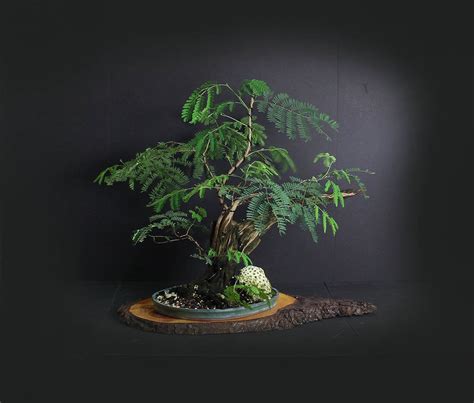 32+ Acacia Bonsai Care Full - Hobby plan