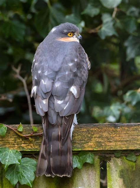 Raptor Photos Ayrshire Birding