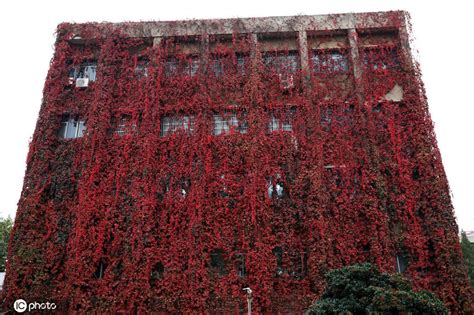 西安理工大学教学楼30年爬满爬山虎，被染得一片红 搜狐大视野 搜狐新闻