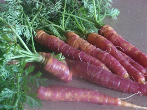 Carrots Rock Carrots Medicine Chest Nutrition