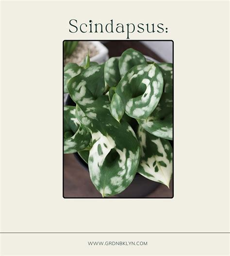 Scindapsus Care Guide – GRDN
