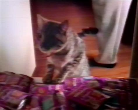 2001 commercial for Whiskas cat food (2) : Free Download, Borrow, and ...