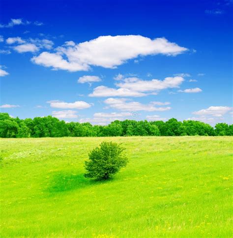 Campo De La Hierba Verde Y Del Cielo Nublado Azul Imagen De Archivo