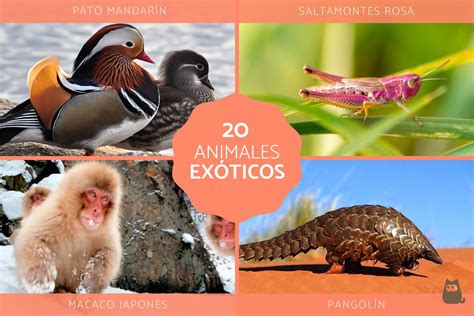 Animales Exoticos