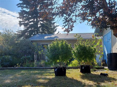 Northern AB outdoor grow. Week 5 of light dep & flower : r/outdoorgrowing