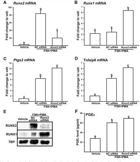 The Role For Runt Related Transcription Factor 2 Runx2 As A