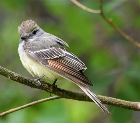 Papamoscas viajero Guía de la avifauna del Centro de Formación Minero