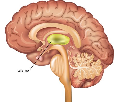 Peccato Modulo Sicuro Funzioni Del Sistema Limbico Cos Tanti