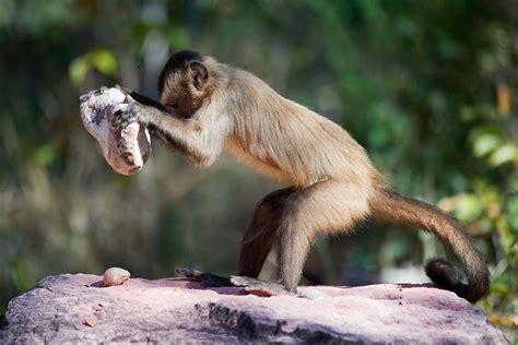 Monkey Stone Tools In Brazil Pre Date Discovery Of Americas New Scientist