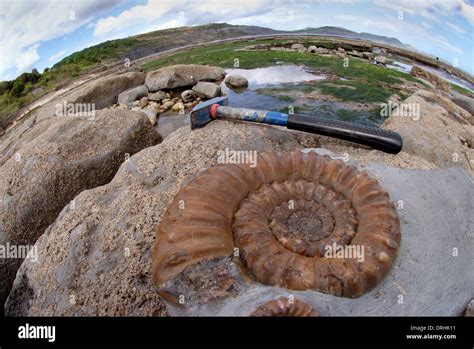 A Fossil Ammonite On The Beach On The Jurassic Coast In Lyme Regis Dorset Seen With Geology