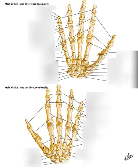 Pht Os Du Carpe Et De La Main Diagram Quizlet