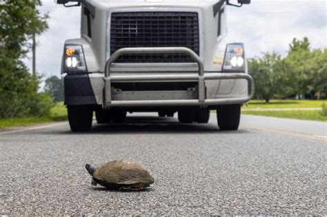 Premium Photo A Turtle Is On The Road In Front Of A Truck