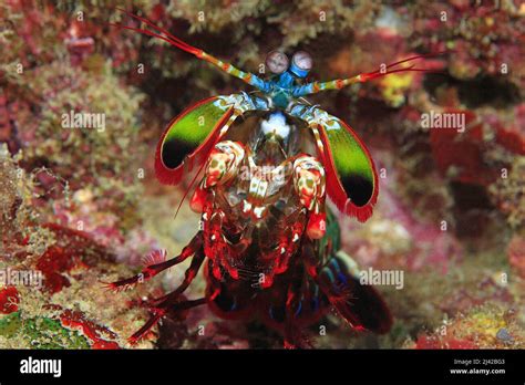 Peacock Mantis Shrimp Odontodactylus Scyllarus Ari Atoll Maldives