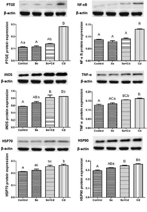 Effects Of Se On The Protein Expression Of Inos Ptge Tnf α Nf κb