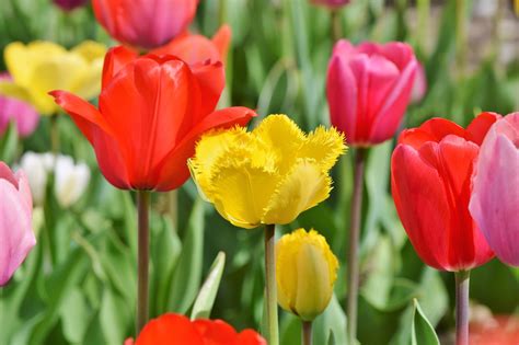 Tulpen Tulpenfeld Tulpenbl Te Kostenloses Foto Auf Pixabay