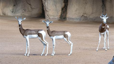 Bioparc Valencia Forma Um Novo Grupo De Gazelas Mhorr