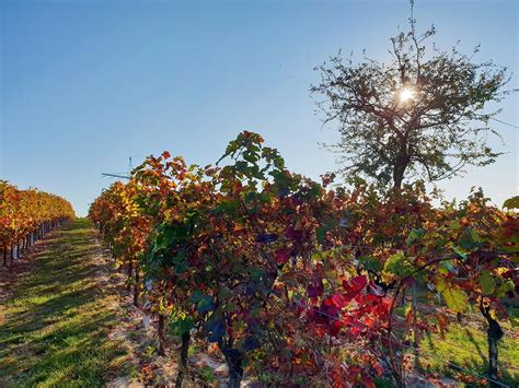 Weingüter Winzer und Weinbau in Stetten pfalz info