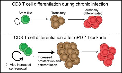 Pd 1 Blockade Increases The Self Renewal Of Stem Like Cd8 T Cells To