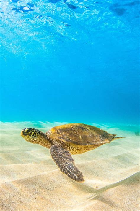 Green Sea Turtle | Sea turtle pictures, Ocean animals, Sea turtle wallpaper