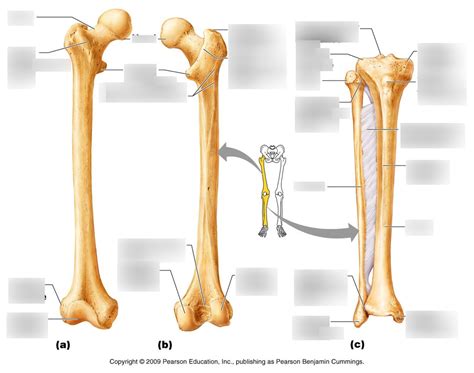 Femur Tibia Fibula Diagram Quizlet