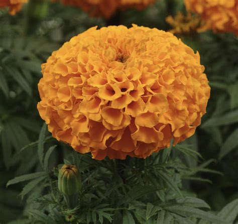 African Marigold Tall Yellow Buy Marigold Seeds Online