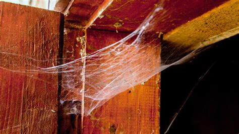 How To Easily Get Rid Of Spider Webs And Cobwebs