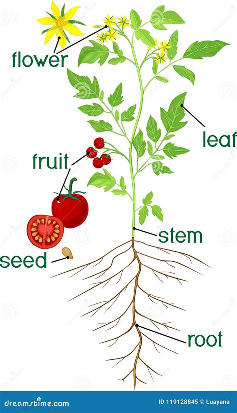 Tomato Flower Diagram