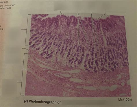 Stomach Wall Diagram Quizlet