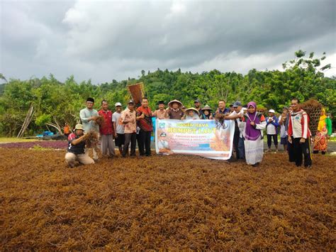 Rumput Laut Salah Satu Komoditi Andalan Bangkep Pemerintah Kabupaten