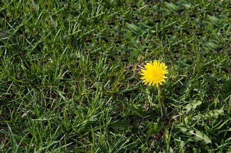 Dandelion Control - How To Get Rid Of Dandelions | Gardening Know How