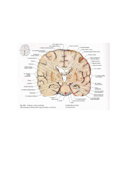 Anatomia Macrosc Pica Do Telenc Falo Neuroanatomia E Neurofisiologia