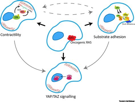 The Role Of Ras Oncogenes In Controlling Epithelial Mechanics Trends