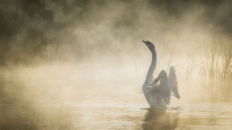 Misty Mute Swan Stunning K Ultra Hd Wallpaper