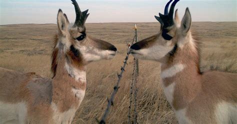 Fencing Project Aids Pronghorn Migration The Spokesman Review