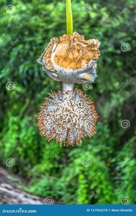 Detailed View of a Baobab Flower Stock Photo - Image of flower, color ...